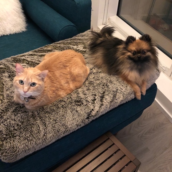 Meet your Posher, Emily - Picture 4 of 4